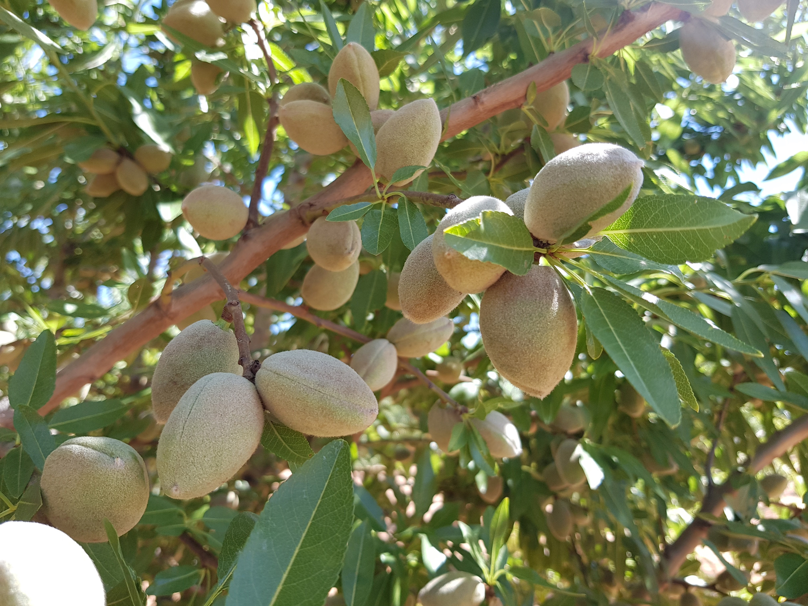 Almond