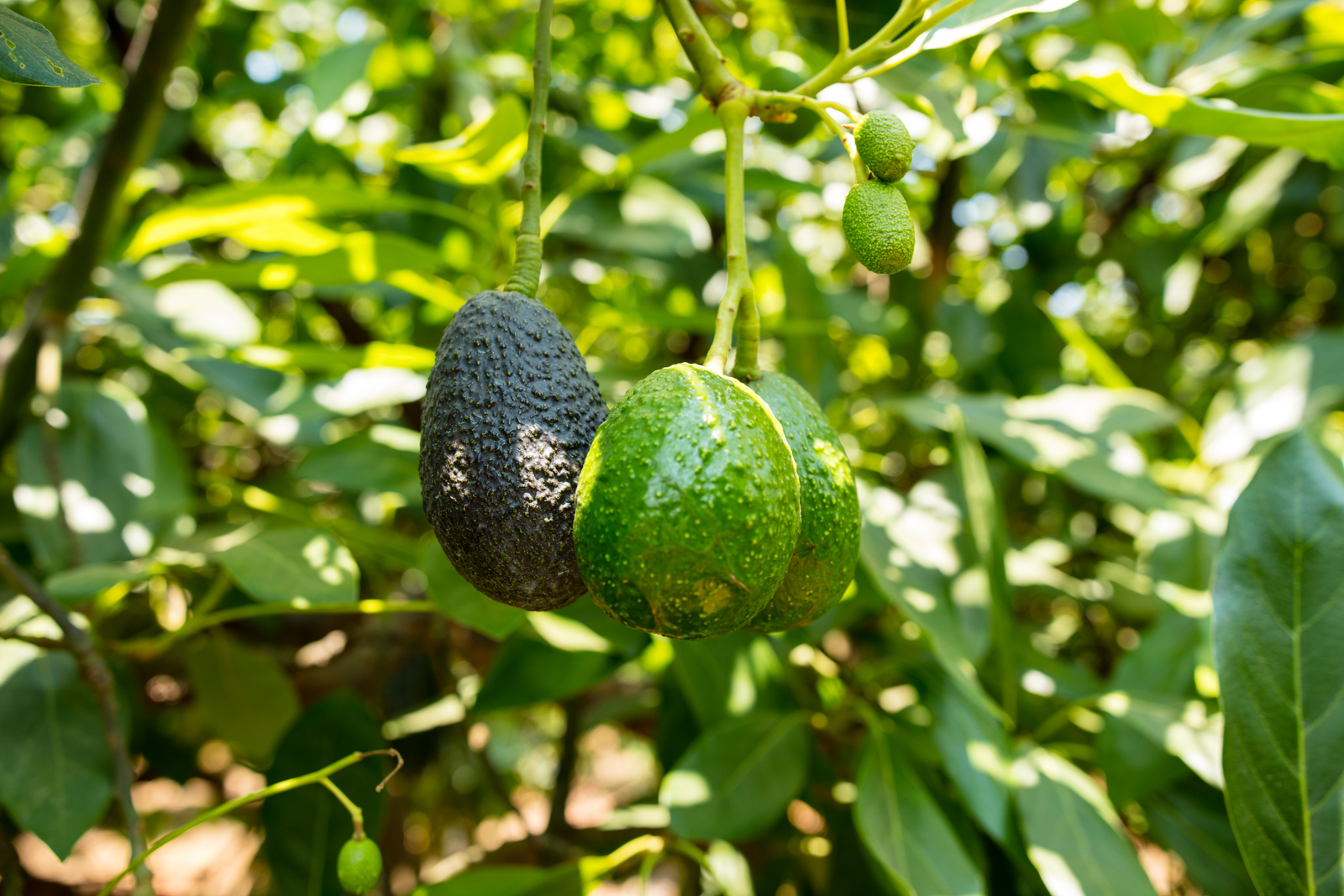Precision irrigation for increased avocado yield Netafim
