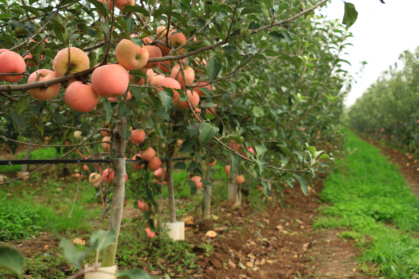Drip irrigation for apples