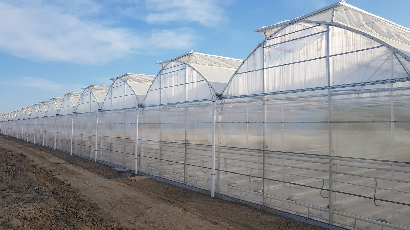 Growing medical cannabis in greenhouses