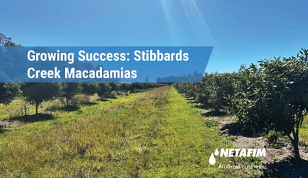 Growing Success: How Stibbards Creek Macadamias Achieves Long-Term Productivity with Netafim UniRam™