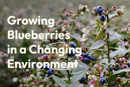 How blueberry farming is evolving: three changes shaping modern production