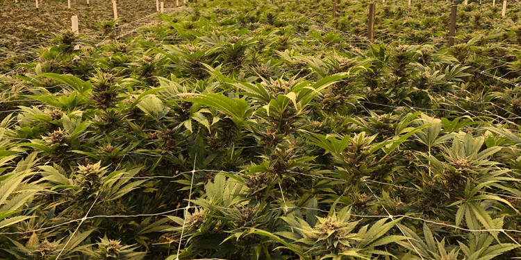 Grow more consistent and profitable medical cannabis yield  