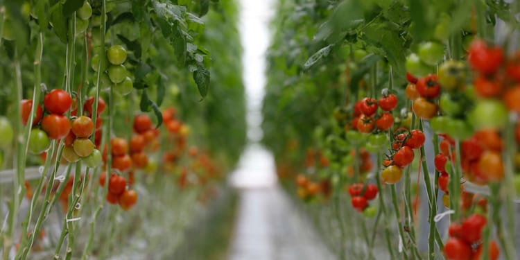 Greenhouse crops