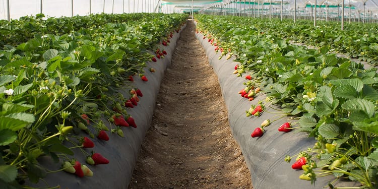 Grow Quality Strawberries