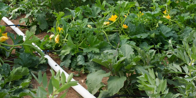 Flexible and PE pipes for precision irrigation