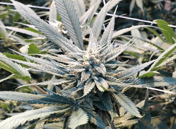 cannabis in greenhouse  3