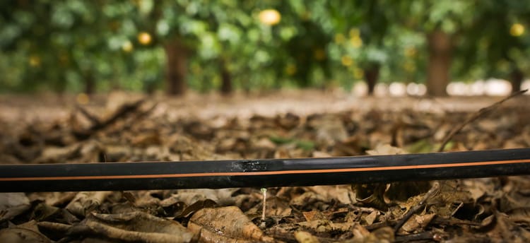 Dripline Maintenance Advisory