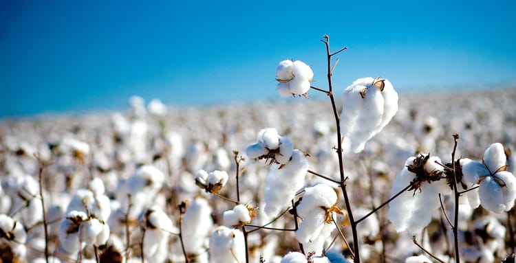 Due Diligence Report