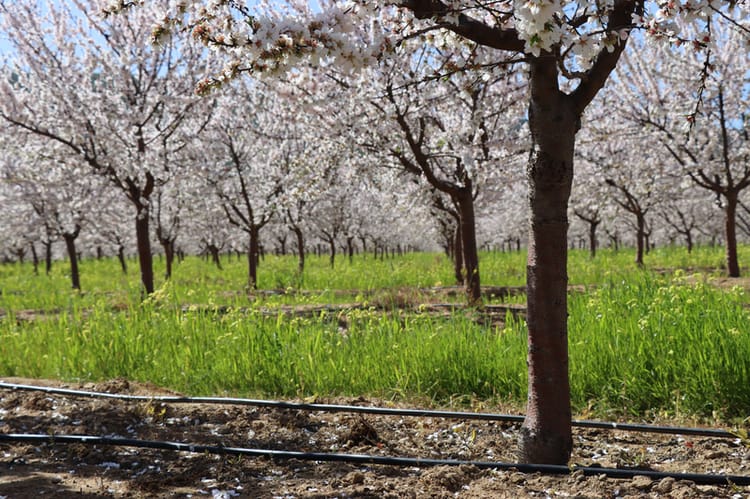 Low Flow Drip Irrigation