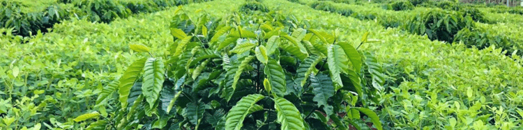 Banner Brewing the Future of Coffee: How Farmers Are Adapting to Global Trends