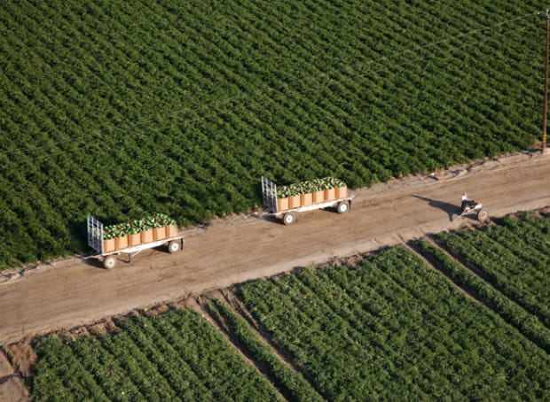 Orchards and open fields