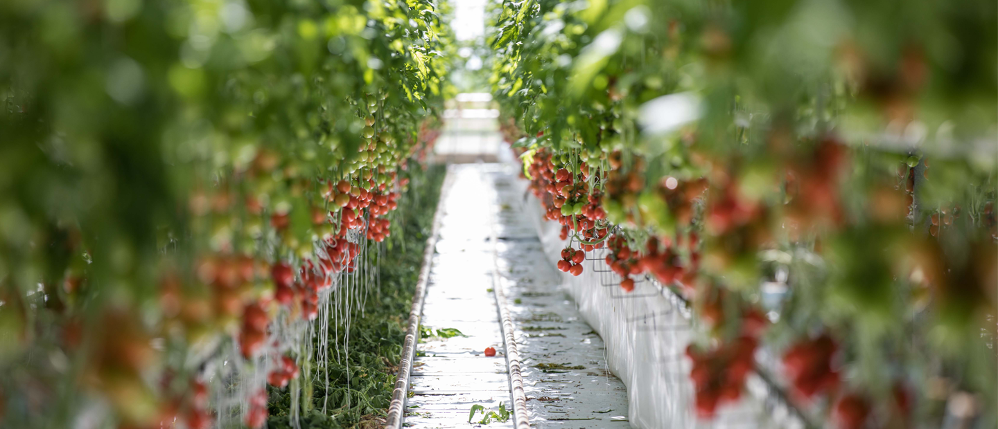 Greenhouse Solutions Take Agricultural Sustainability Several Steps Forward