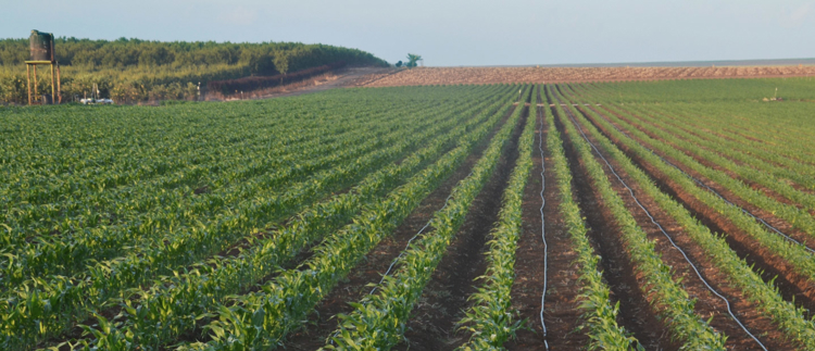 Water-use efficiency with precision irrigation