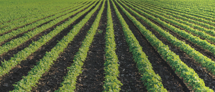 Precision irrigation solutions for open field crops 